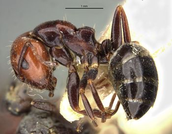 Media type: image;   Entomology 21538 Aspect: habitus lateral view